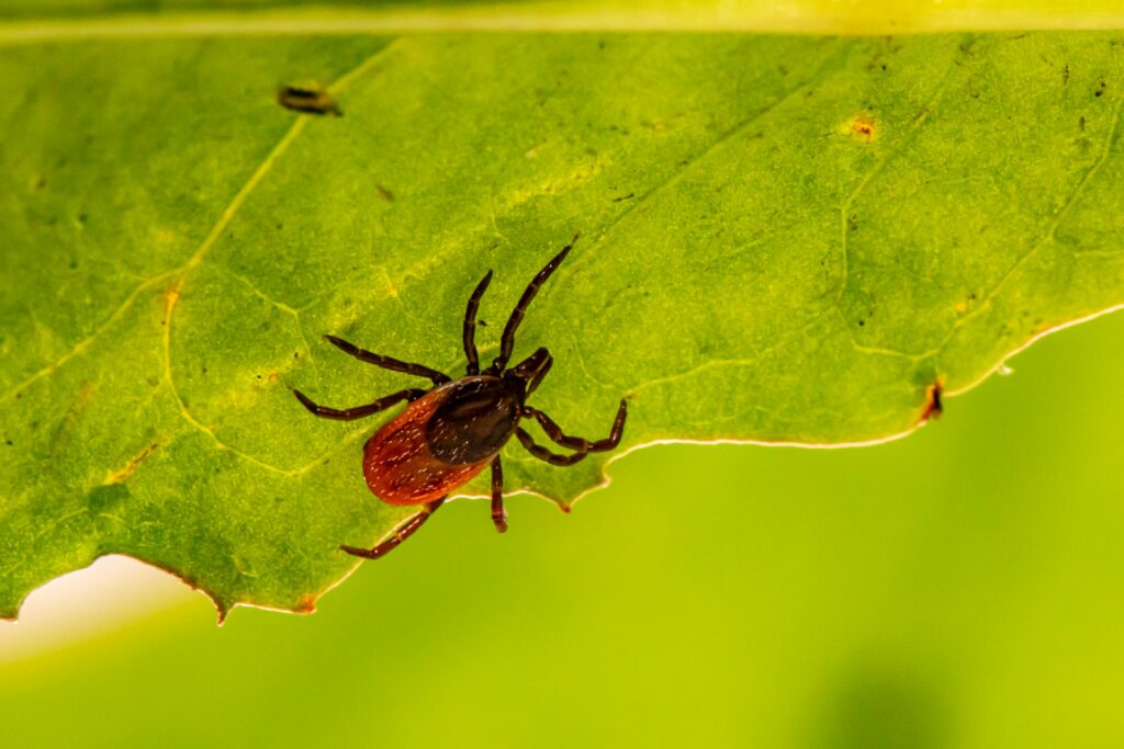 lyme disease tick