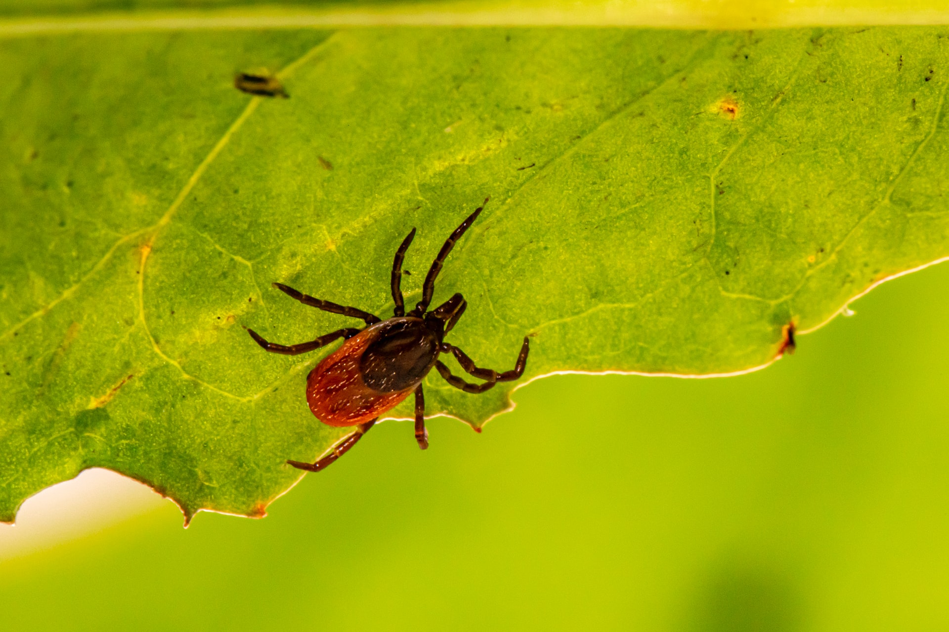 Lyme Disease Information and Resources